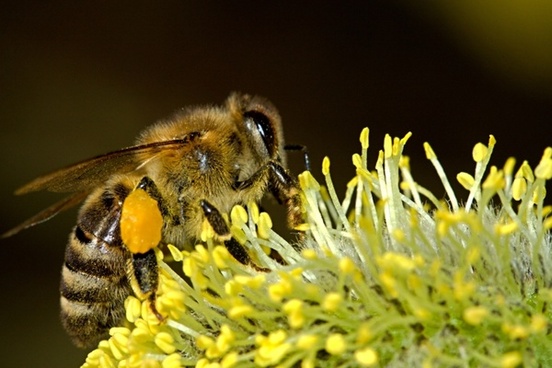 Ong là côn trùng vĩ đại - great pollinator